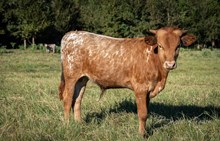 Pretty Rustic x Shiloh Chex 005 bull