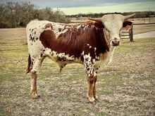 Kettle's Twister x KDK Thor bull 