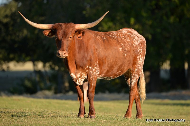 Circle K Ranch Registered Texas Longhorns and photography at its finest ...