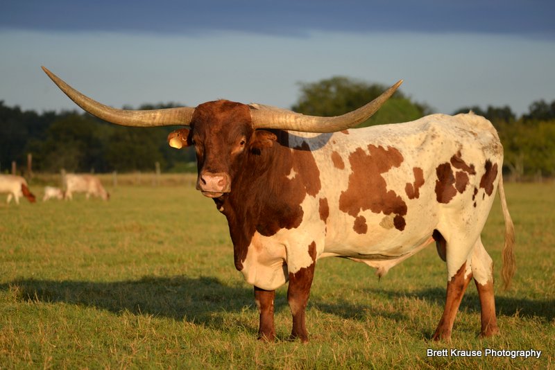 Circle K Ranch Registered Texas Longhorns and photography at its finest ...